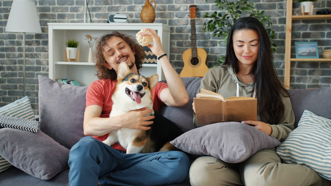 Creating a Living Room Your Dog Will Love