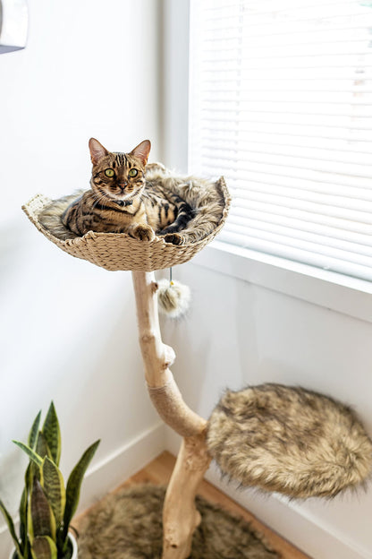 Modern Wooden Cat Tree Tower with Real Branch & Climbing Condo
