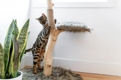 Modern Wooden Cat Tree Tower with Real Branch & Climbing Condo