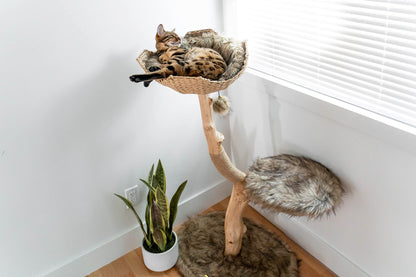 Modern Wooden Cat Tree Tower with Real Branch & Climbing Condo